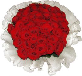 50 raudonų rožių