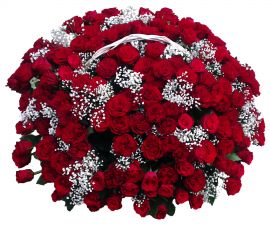 150 vnt raudonų rožių krepšelis